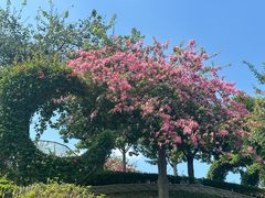 -东莞植物园