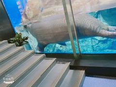 -海合安武汉极地海洋公园