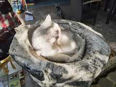 -喵屿·大理花园猫咖