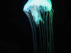 -重庆欢乐海底世界