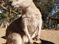 -费瑟代尔野生动物园