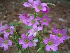 -任达丞国农庄(任达山庄店)