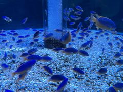 -海合安成都极地海洋公园