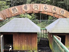 -西双版纳原始森林公园