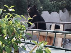 -东方熊牧场