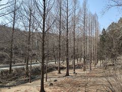 -白水寺森林公园