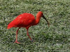 -广州长隆飞鸟乐园