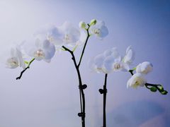 -双季花艺园艺市场(浦东店)