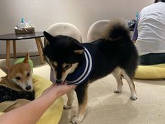 -逗柴咖啡屋·狗咖猫咖宠物桌游
