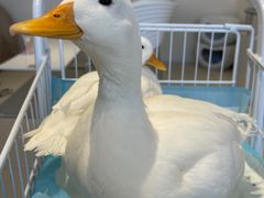 -怪兽屋·羊驼·猫咖·狗咖(俊华广场店)