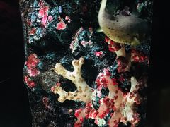 -暹罗海洋世界