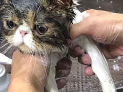-中农国际动物医院24小时·猫科·骨科·急重症中心