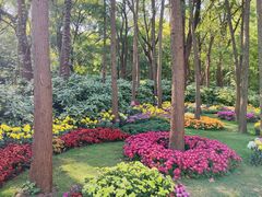 -上海共青森林公园