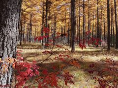 -塞罕坝国家级自然保护区