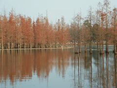 -白鹭湾湿地公园