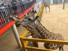 -西霞口神雕山野生动物世界