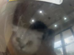 -艾贝尔宠物医院·狂犬免疫点(江山金象城店)