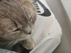 -喵园·猫主题咖啡厅·撸猫·猫咖(国贸店)