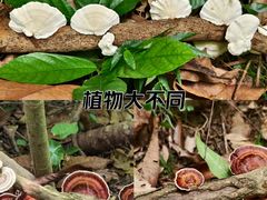 -广州市白云山风景名胜区