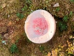 -东天目山风景区