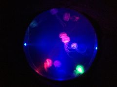 iphone_upload_pic-郑州海洋馆