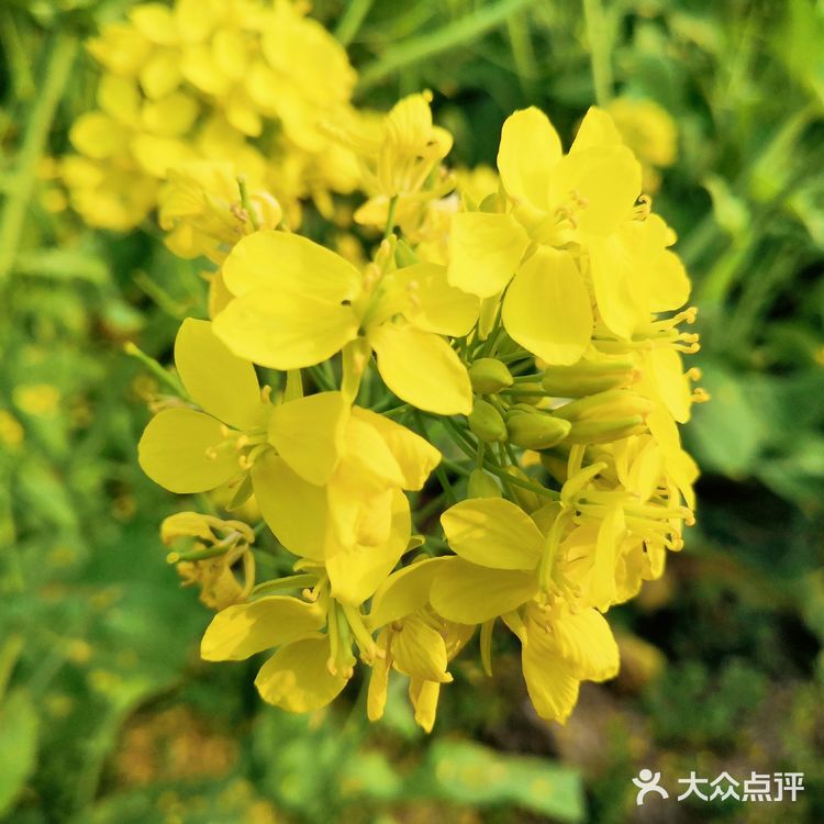 三月里的世纪公园，最喜欢这片油菜花田❤️