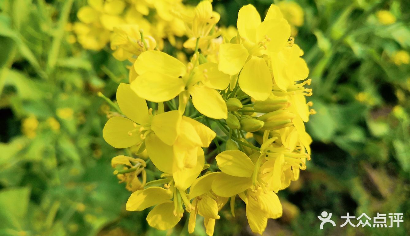 三月里的世纪公园，最喜欢这片油菜花田❤️