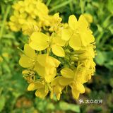 三月里的世纪公园，最喜欢这片油菜花田❤️