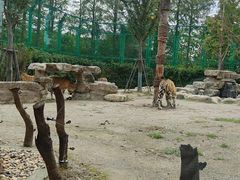 -上海野生动物园老虎餐厅