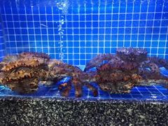 -尊立方海鲜酒店·生日宴·家宴