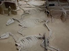 -洛阳周王城天子驾六博物馆