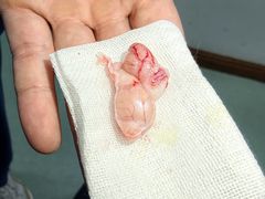 -北京观赏动物医院·24小时大型综合·猫专科·异宠专科