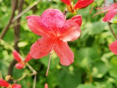 -南汇桃花村