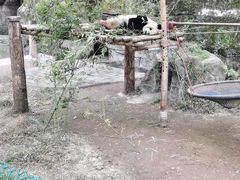 -维也纳酒店(重庆西站巴国城店)