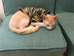 -猫在这儿猫咪咖啡馆·撸猫馆