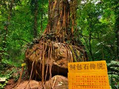 -莫里热带雨林景区