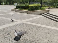-成都南湖公园