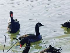 -艾溪湖湿地公园