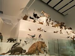 -墨尔本博物馆(Melbourne Museum)