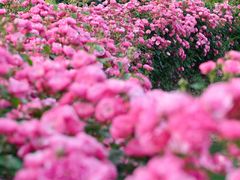 -花博汇(知音花月夜)