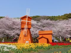 -苏州上方山国家森林公园
