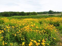 -良渚古城遗址公园