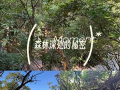 -霸王岭国家森林公园