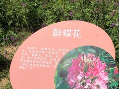 -曲江薰衣草庄园