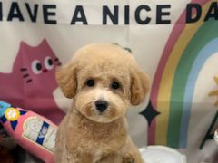 -樱桃家的宠物店(君安花园店)