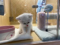 -屋虎猫馆(宝安大仟里店)
