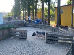 -前小桔亲子创意农场·草莓采摘·露营烧烤