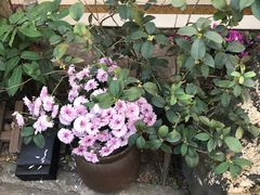 -园林美食城·本土农家菜(杨和镇店)