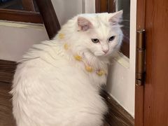 -有猫主题·治愈系猫咖(曾厝垵店)