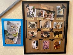 -猫友咖啡店(玉林西路店)
